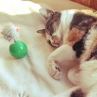 インテリアじゃなくてごめんなさい/ねこばかりでごめんなさい/ねこが好き/ねこ大好きです/ねこと暮らす。...などのインテリア実例 - 2017-10-28 14:56:44