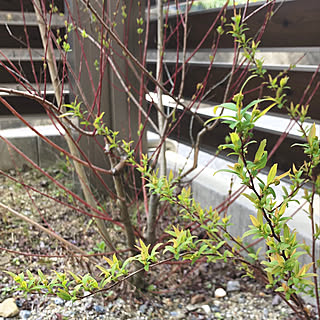 ハクロニシキ 小手鞠のインテリア実例 Roomclip ルームクリップ