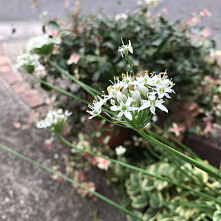 ニラの花のインテリア実例 Roomclip ルームクリップ ニラの花のインテリア実例 Roomclip ルームクリップ