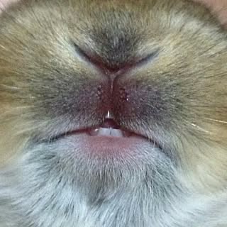 お暇を見つけてコメント返信します!/コメント返し遅くてすみません❗️/画像加工なし♪/フォロワーさん200人、感謝♡/棚じゃないですm(_ _)m...などのインテリア実例 - 2015-04-17 22:26:00