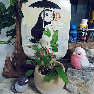 フレボディウム オーレウム ブルースターのインテリア実例 Roomclip ルームクリップ