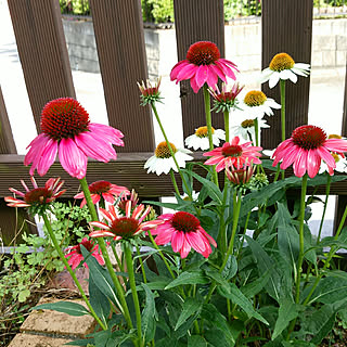 花壇 エキナセアのインテリア実例 Roomclip ルームクリップ