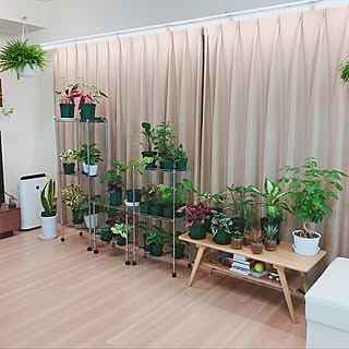 観葉植物のある暮らし ヘテロパナックスのインテリア実例 Roomclip ルームクリップ