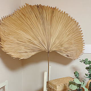 ヤシの葉のインテリア実例 Roomclip ルームクリップ