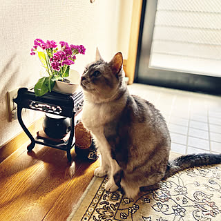 猫のいる場所のインテリア実例 Roomclip ルームクリップ