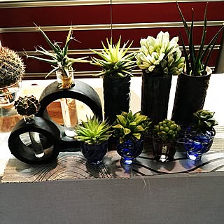 水栽培 サンセベリアのインテリア実例 Roomclip ルームクリップ