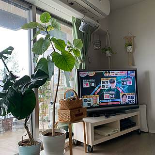 モンステラ暴れるのインテリア実例 Roomclip ルームクリップ