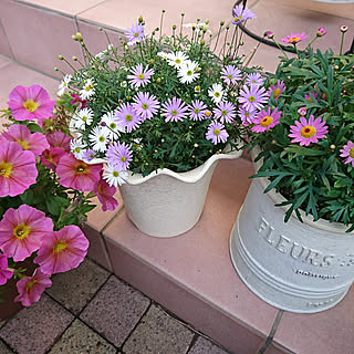 ボンザマーガレット サントリーフラワーズのインテリア実例 Roomclip ルームクリップ