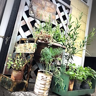 100均植物のインテリア実例 Roomclip ルームクリップ