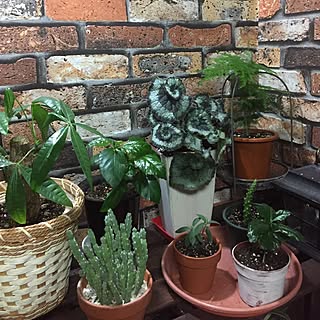 リビング/ベゴニア エスカルゴ不気味さがたまらない/レックス・ベゴニア/アスパラガス/観葉植物のある部屋...などのインテリア実例 - 2017-05-16 23:12:40