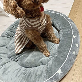 ニトリ ペットベッドのインテリア実例 Roomclip ルームクリップ ニトリ ペットベッドのインテリア実例 Roomclip ルームクリップ