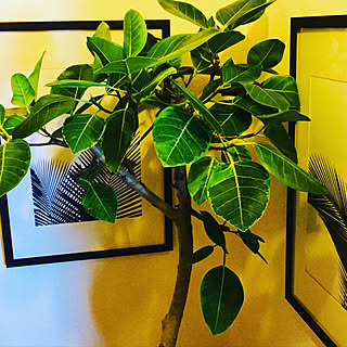 一人暮らし/アンティーク/男前/雑貨/ナチュラル...などのインテリア実例 - 2020-01-21 14:17:27