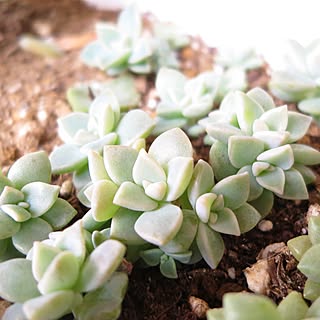 葉挿し 白牡丹のインテリア実例 Roomclip ルームクリップ