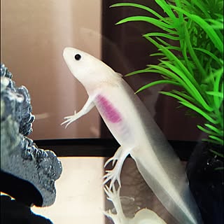 ペット ウーパールーパーのインテリア レイアウト実例 Roomclip ルームクリップ