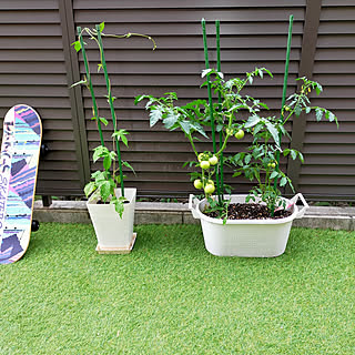 朝顔 家庭菜園初心者のインテリア実例 Roomclip ルームクリップ