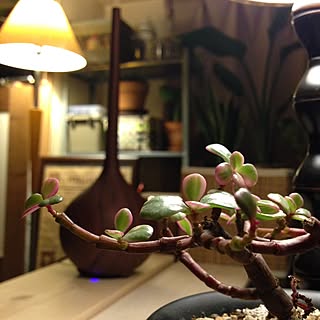 机/雅楽の舞/多肉植物/アロマディフューザー/植物のある暮らし...などのインテリア実例 - 2016-01-04 21:54:29