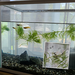 メダカ ヤマトヌマエビのインテリア実例 Roomclip ルームクリップ