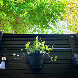 ハツユキカズラ鉢植えのインテリア実例 Roomclip ルームクリップ