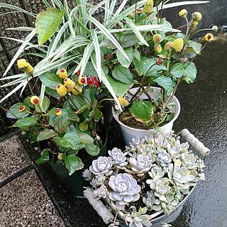 花壇 ヤブランのインテリア実例 Roomclip ルームクリップ