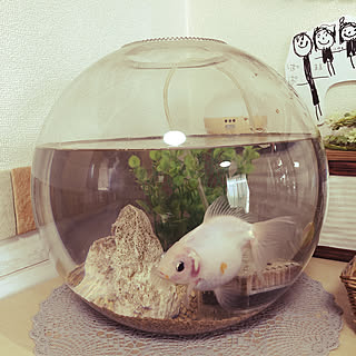 100均 金魚水槽のおしゃれなアレンジ 飾り方のインテリア実例 Roomclip ルームクリップ