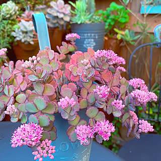 多肉植物 ミセバヤのおしゃれなアレンジ 飾り方のインテリア実例 Roomclip ルームクリップ