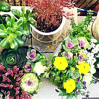 花材通販はなどんやアソシエ プランター 植木鉢のおすすめ家具 インテリア 全42件 Roomclip Item