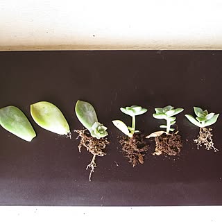 インテリアじゃなくてごめんなさい(汗)/多肉植物/白牡丹/ベランダ/ガーデニングのインテリア実例 - 2016-07-09 20:44:23