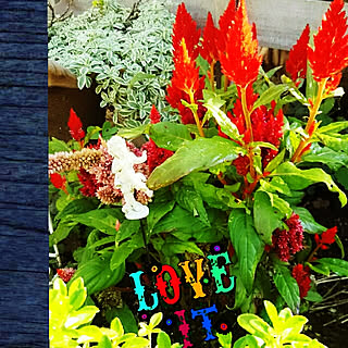 玄関/入り口/NO GREEN NO LIFE/RCの出会いに感謝♡/いつもいいねやコメありがとうございます♡/多肉大好き...などのインテリア実例 - 2017-10-18 00:03:15