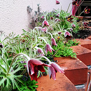 絶滅危惧種のインテリア実例 Roomclip ルームクリップ