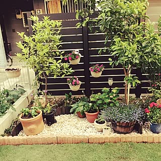 アレンジ ハーブのインテリア実例 Roomclip ルームクリップ アレンジ ハーブのインテリア実例 Roomclip ルームクリップ