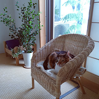 ベンジャミンバロック 猫と暮らすのおしゃれなアレンジ 飾り方のインテリア実例 Roomclip ルームクリップ