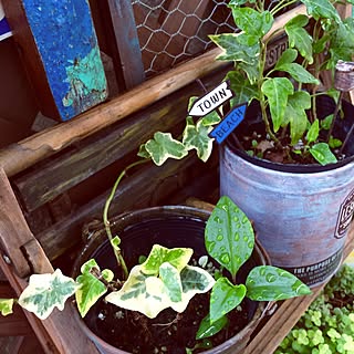 玄関/入り口/何の植物か不明/手作りリメ缶/みどりの雑貨屋さん/ベランダガーデン...などのインテリア実例 - 2016-09-28 17:16:39