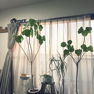 リビング/いつもいいね!ありがとうございます♪/観葉植物/雑貨/無印良品のインテリア実例 - 2016-02-18 17:20:11