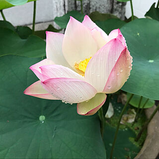 Lotus/庭/花のある暮らし/お花のある暮らし/蓮の花...などのインテリア実例 - 2021-07-04 16:09:58