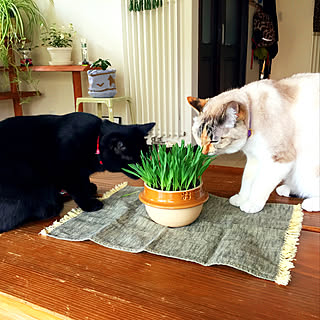 猫 猫草栽培中のインテリア実例 Roomclip ルームクリップ