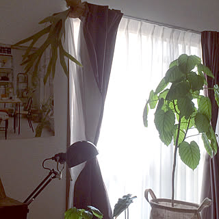 玄関/入り口/ウンベラータその後/IKEA/NO GREEN NO LIFE/いつもいいねやコメありがとうございます♡/男前もナチュラルも好き...などのインテリア実例 - 2017-10-24 11:44:12