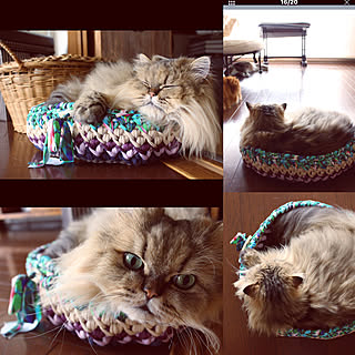 ベッド周り/猫/手編み/ズパゲッティ/NO CAT,NO LIFE❤️...などのインテリア実例 - 2017-08-15 23:42:11