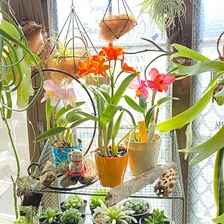 ニャンニャン祭り/RCの出会いに感謝♡/カトレア/いつもいいねやコメントありがとう♡♪/DIY女子...などのインテリア実例 - 2020-02-22 13:04:00