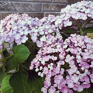 ポップコーン紫陽花のインテリア実例 Roomclip ルームクリップ