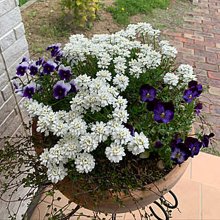 イベリスブライダルブーケのインテリア実例 Roomclip ルームクリップ