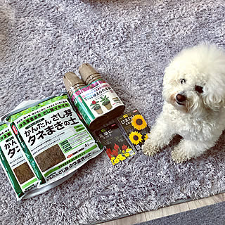 サカタのタネ/そのまま植えられる鉢/ケイトウ きものスカーレット/ジニア プロフュージョンレモン/ひまわりの種...などのインテリア実例 - 2019-04-06 18:39:21