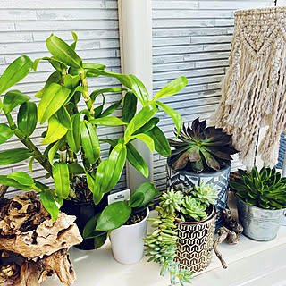 マライカの鉢のインテリア実例 Roomclip ルームクリップ