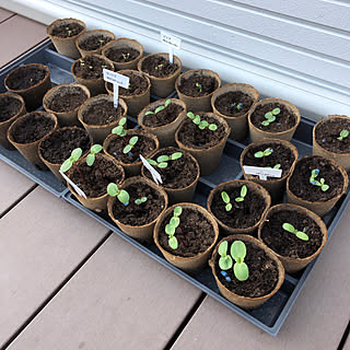 種蒔きから12日目/4月19日/タネまき/植物のある暮らし/ジフィー...などのインテリア実例 - 2019-04-19 17:29:17