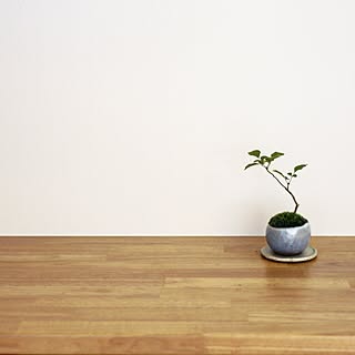 苔玉盆栽のインテリア実例 Roomclip ルームクリップ