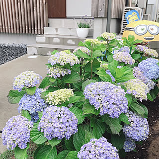 玄関 入り口 てまりてまりのインテリア実例 Roomclip ルームクリップ