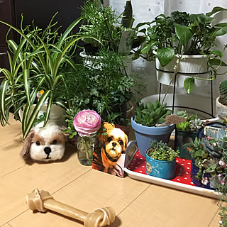 リビング/おやすみマン(●⁰8⁰●)チュー/春ですね✿/シーズーのてゅぴ作った続きは明日/チクチク手に貫通してる女(ꈨຶꎁꈨຶ)۶...などのインテリア実例 - 2019-03-14 01:32:35