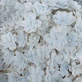 万華鏡 紫陽花のインテリア実例 Roomclip ルームクリップ 万華鏡 紫陽花のインテリア実例 Roomclip ルームクリップ