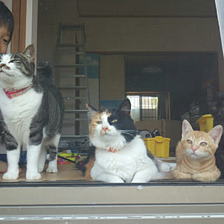 みけねこ/黒猫 凛々/茶虎/ギジシロ かりんとうのインテリア実例 - 2017-07-25 15:39:53