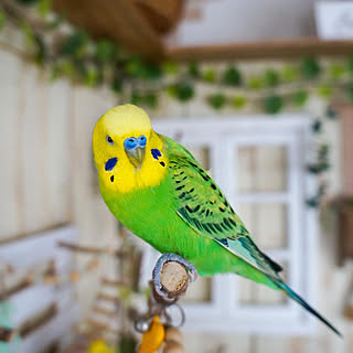 セキセイインコ インコのいる暮らしのインテリア実例 Roomclip ルームクリップ