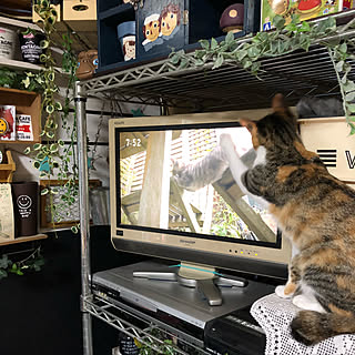 ぱるる/岩合光昭世界ネコ歩き/NO CAT,NO LIFE❤️/NO GREEN NO LIFE/フェイクグリーン...などのインテリア実例 - 2018-08-02 07:58:12